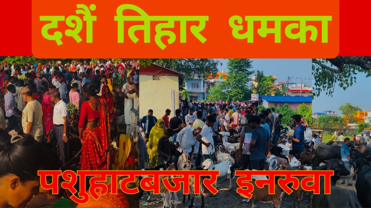दशैं,तिहार धमका पशुहाटबजार इनरुवा सुनसरीमा दशैं तिहारको लागि खसि बोका रागाको मूल्य सहित #inaruwa hat