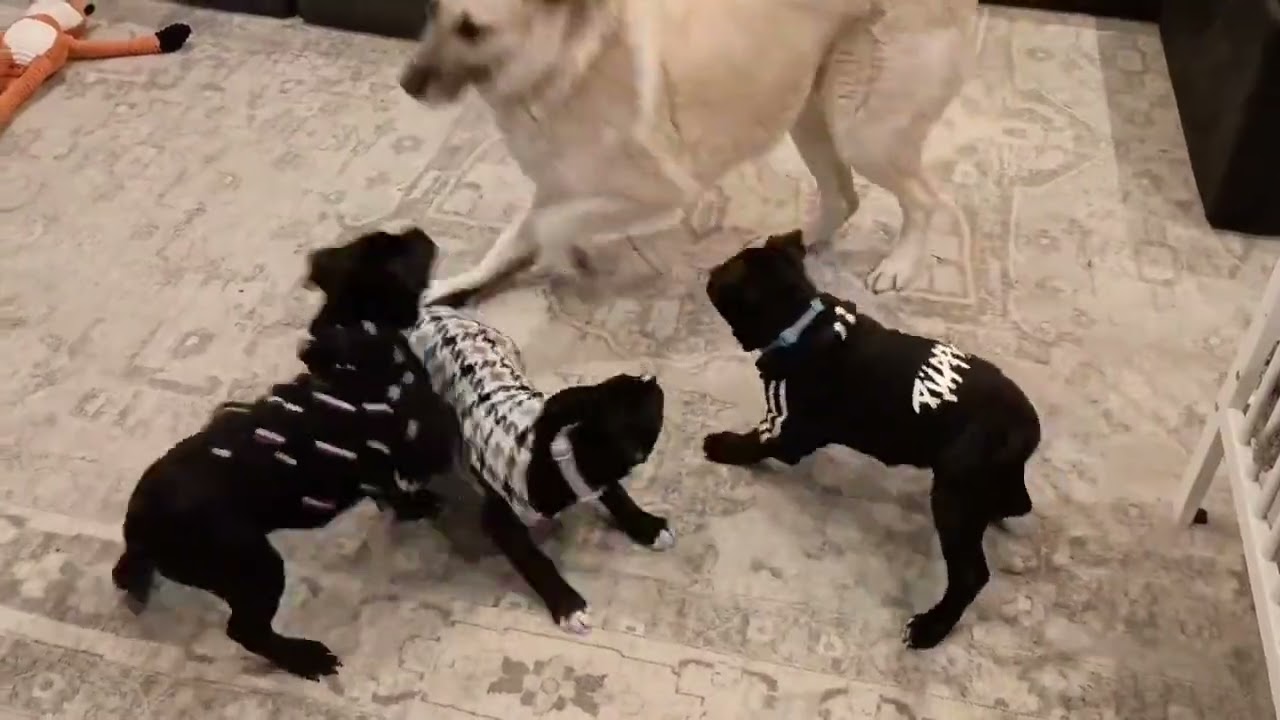 Gracie momma Storm from www.gdrne.com