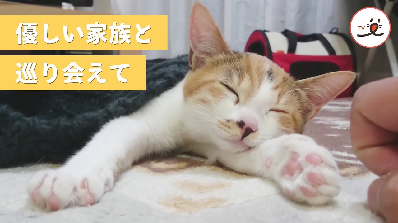 事故に遭い足が動かなかった子猫。優しい家族に育てられ、奇跡がおきた✨【PECO TV】