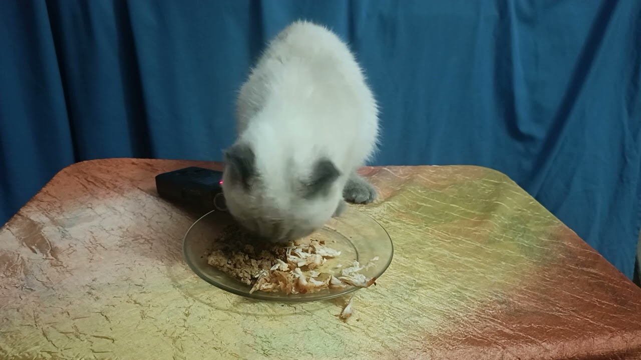 Kitten eats chicken, meatball CAT ASMR