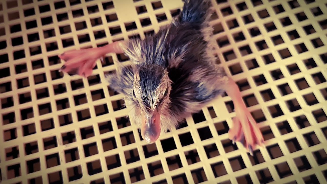 Kacsa kelés 2 | Az első látogatónk