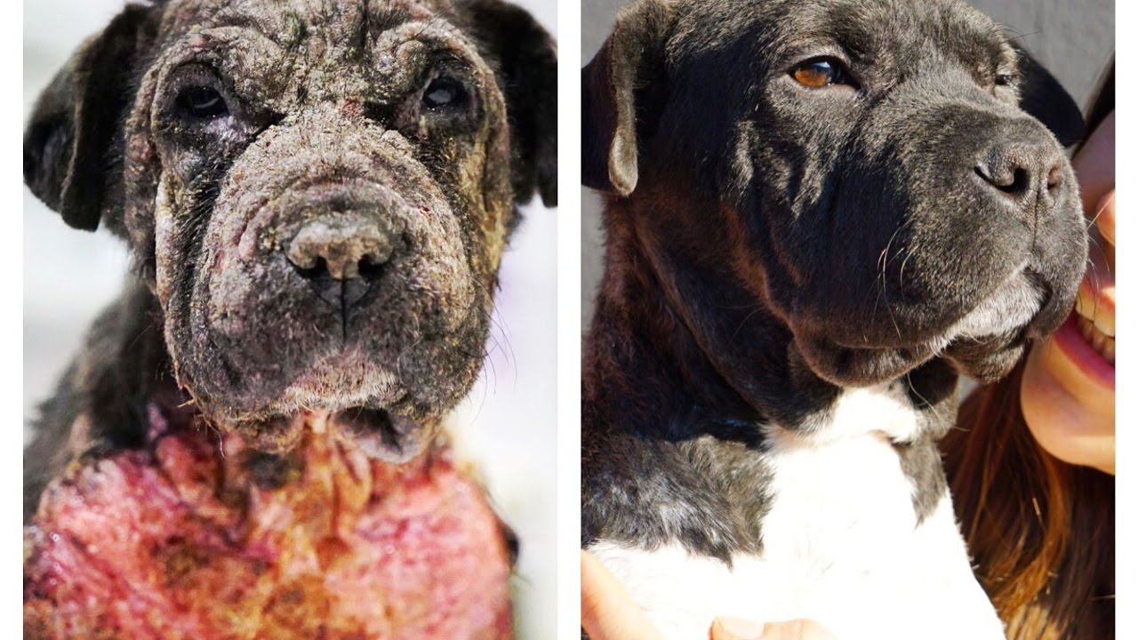 AMAZING DOG TRANSFORMATION ... TOTAL HAPPINESS FOR BELLA ! SHARE