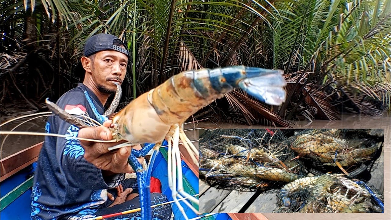 banyak tarikan udang galah besar disungai air keruh ini mancing udang galah terbaru