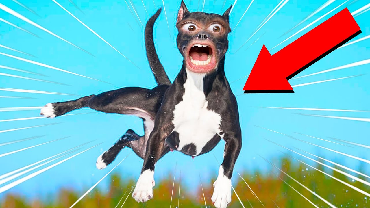 ULTIMATE DOG PARKOUR! (Barkour)
