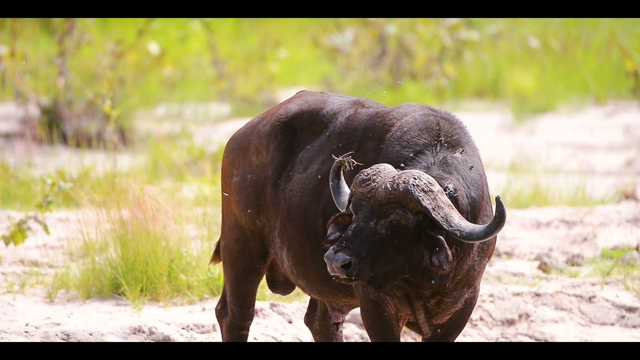 Tarangire & Manyara Exploration by Safari Kilimanjaro by Bobby Tours