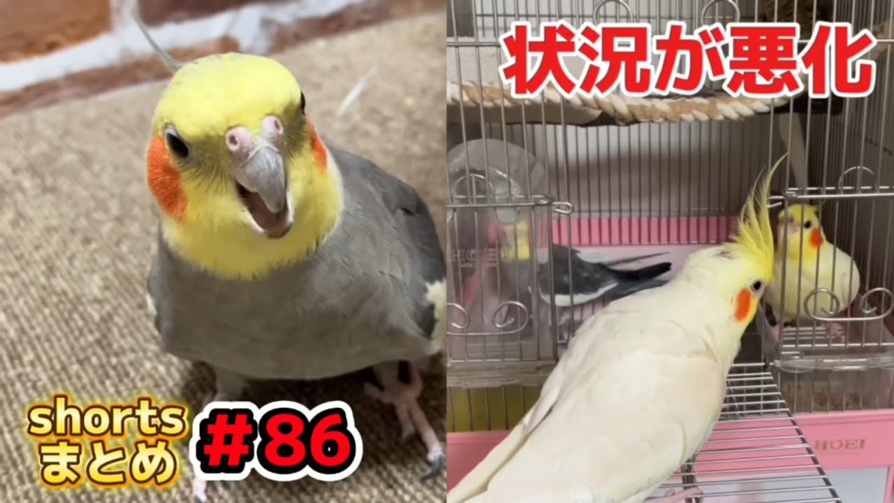 このオカメインコ達「何かがおかしい…」ハチヲがいじけたワケ。他 shortsまとめ＃８６  #オカメインコ #cockatiel  #parrots  #インコとの暮らし  #birds 