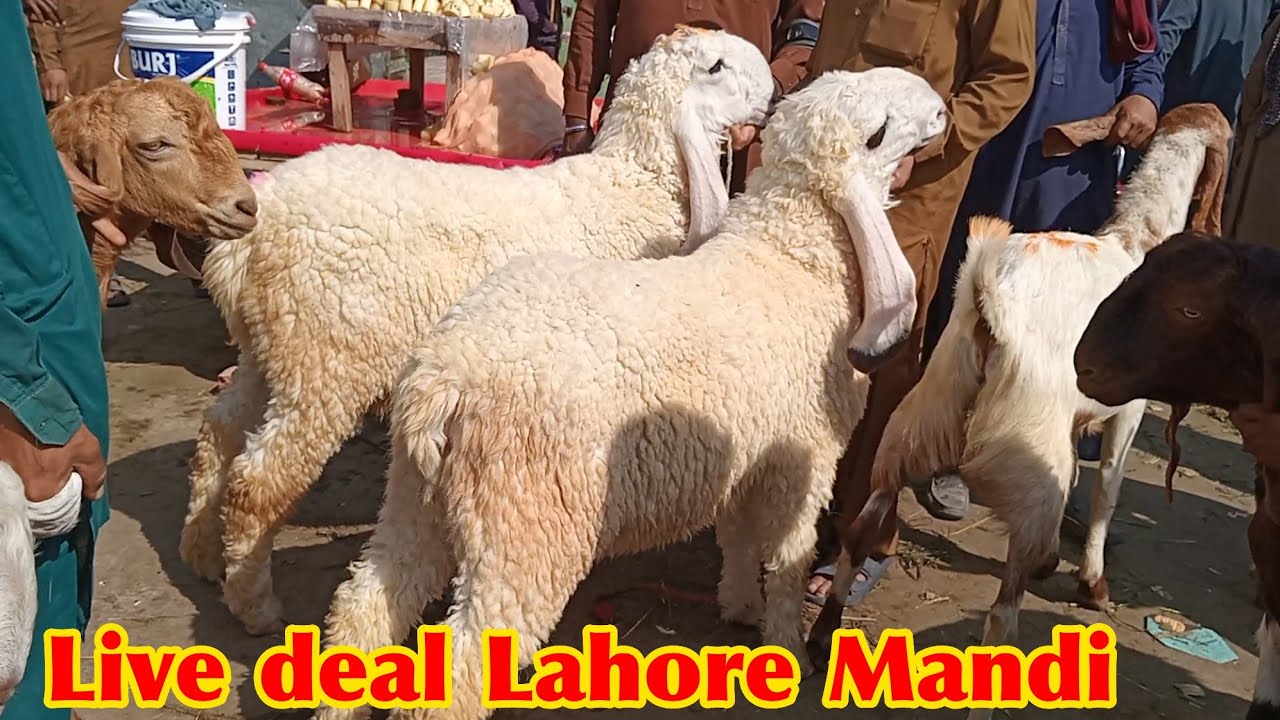 Live deal Lahore Mandi desi chatrie aur mundre chhatre makkhi ji ne bakre rajanpuri bakre Sajjad 