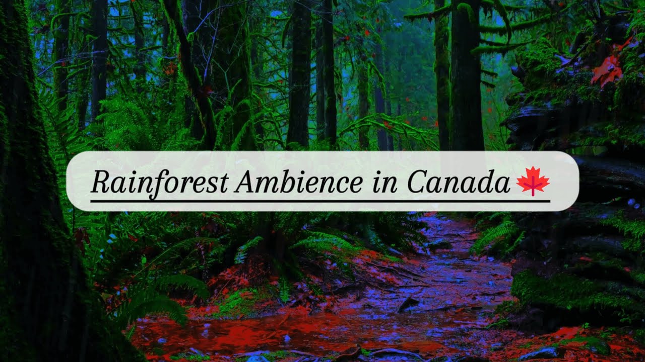 3H | Canadian Rainforest | Real Rainfall for Deep Relaxation