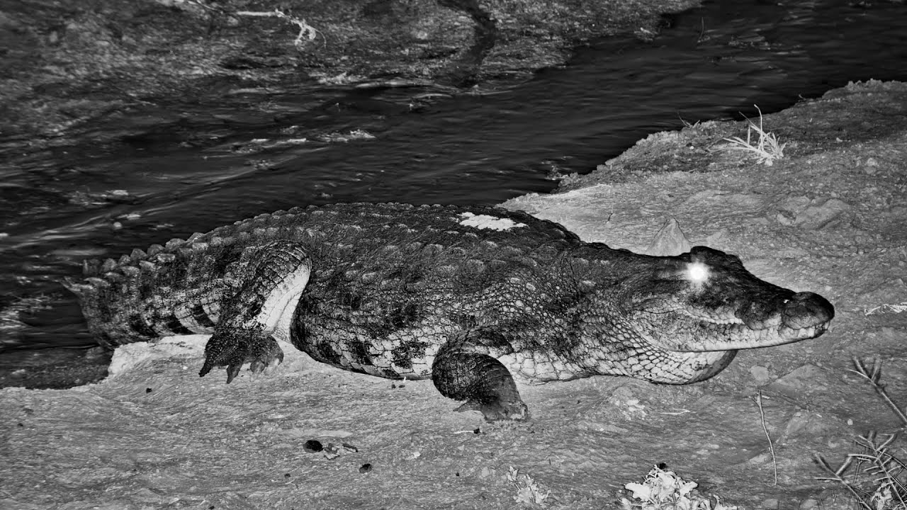 Croc in the Dark!  Watch This Giant Move