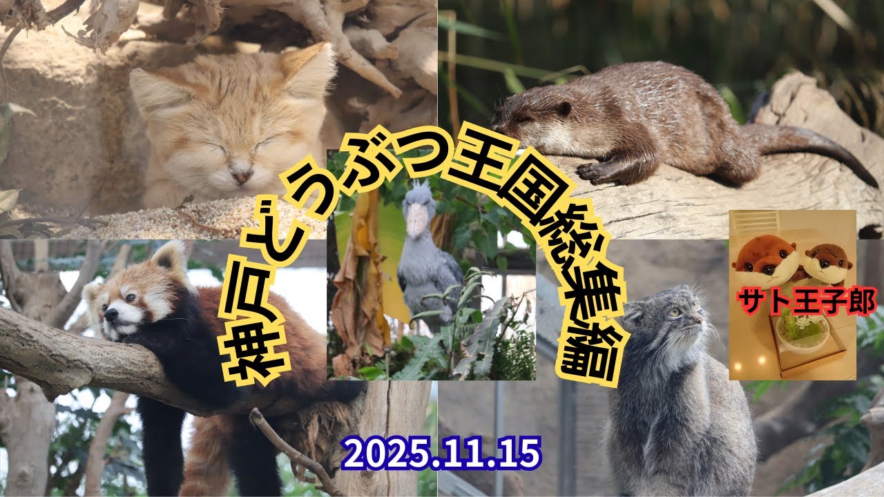 神戸どうぶつ王国総集編(総集編のみ公開動画あり)#神戸どうぶつ王国   #zoo #カワウソ#スナネコ #マヌルネコ #レッサーパンダ#ハシビロコウ#放し飼い