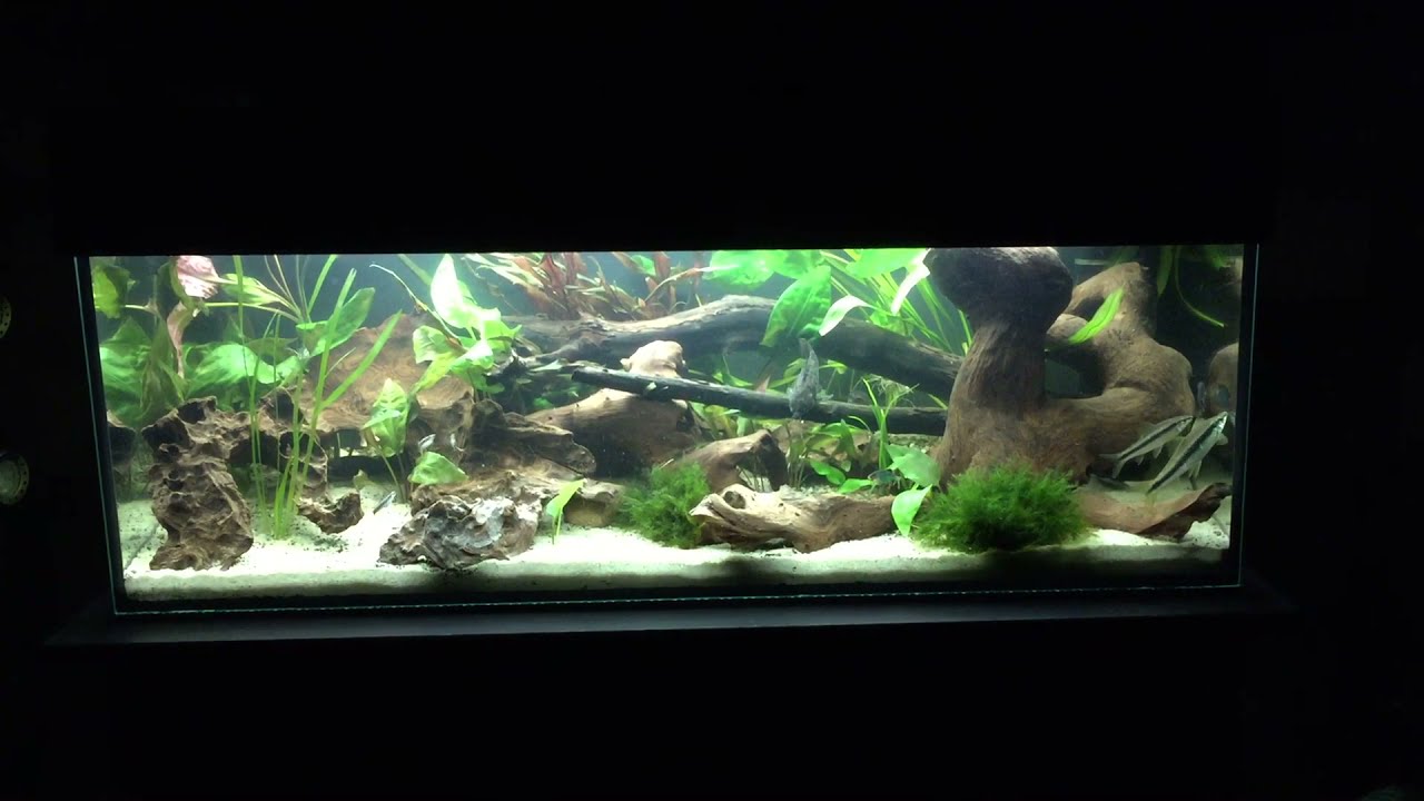 #95 Akwarium Low-tech