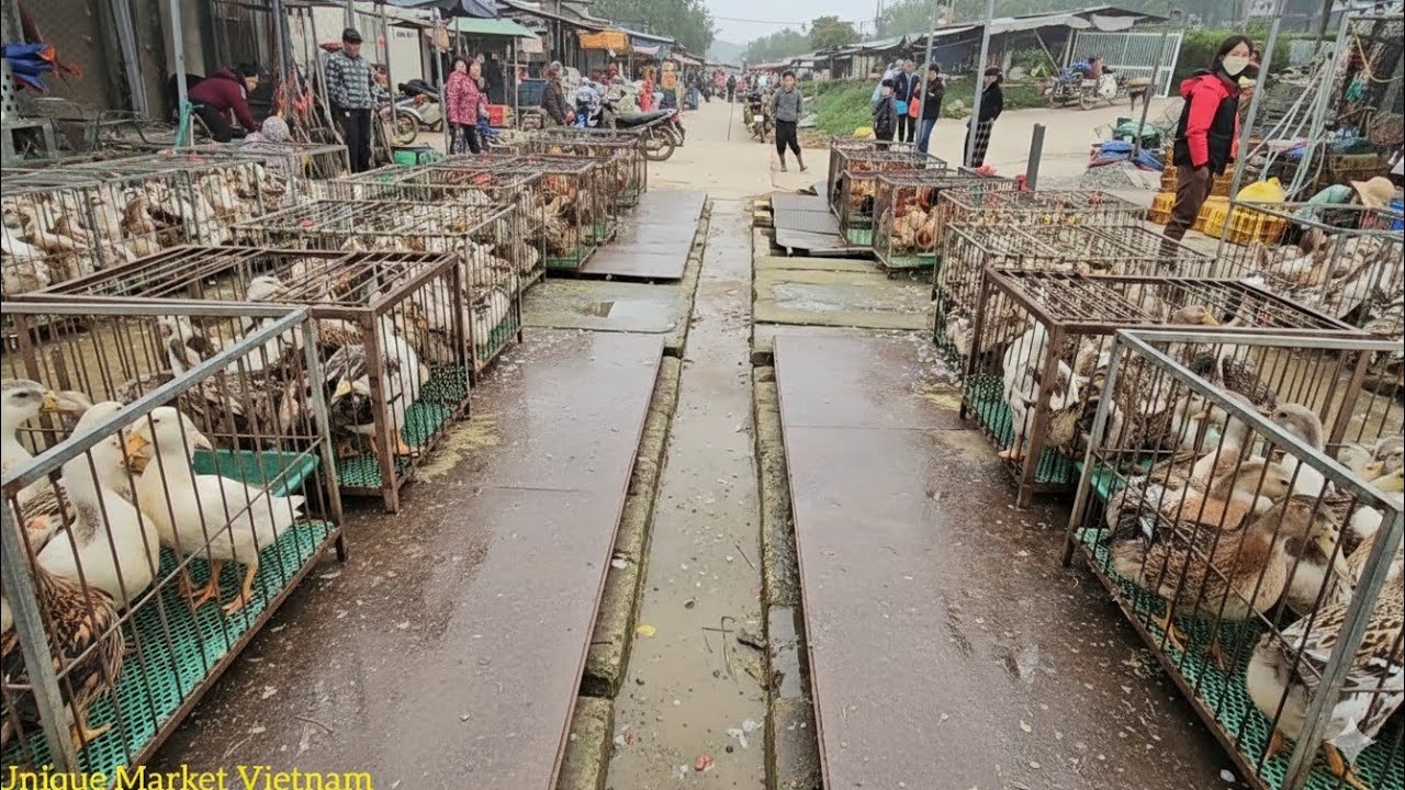 Traditional Vietnam Riverside Market – Everyday Stories of Livestock Sellers I Local Market 