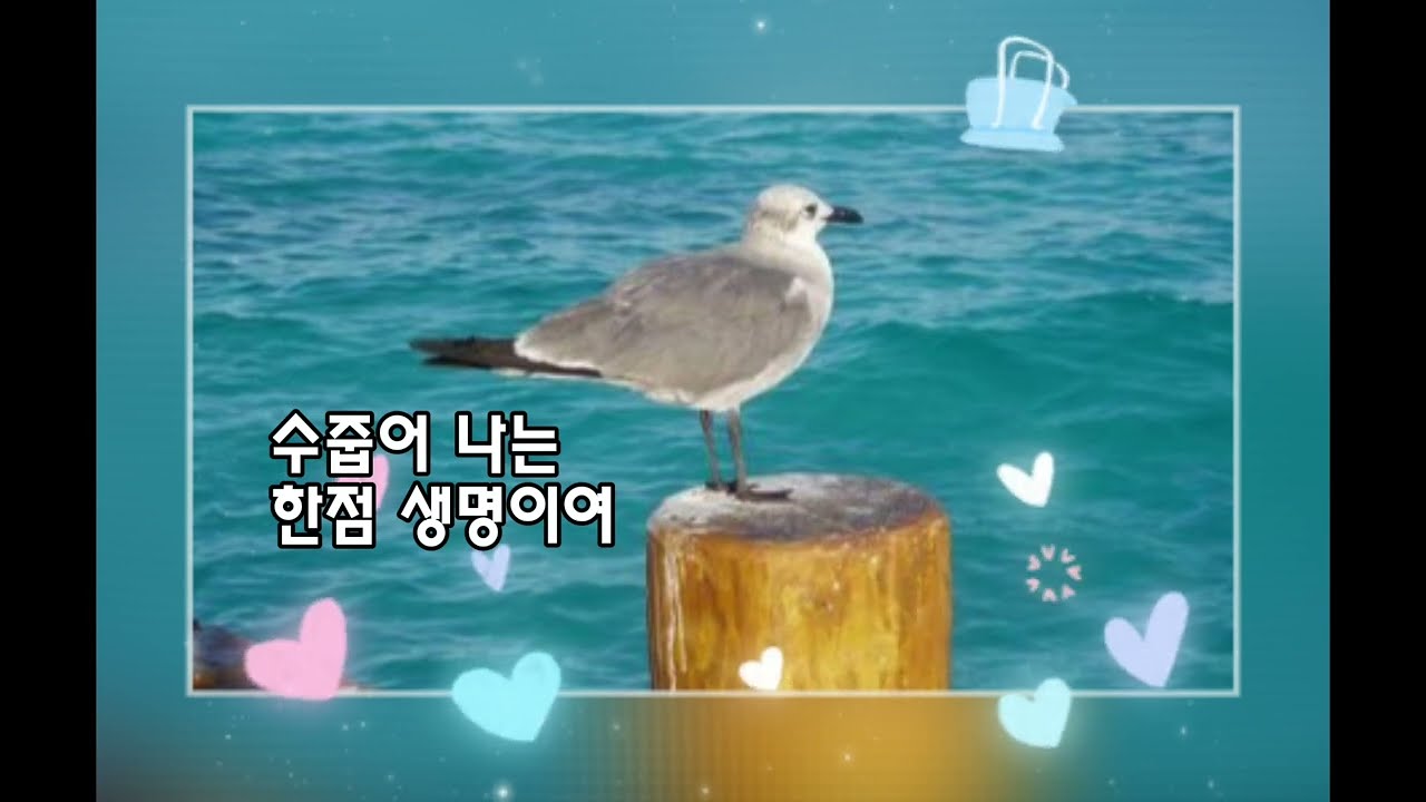 물새-유성윤 시,김규환 곡-테너 엄정행
