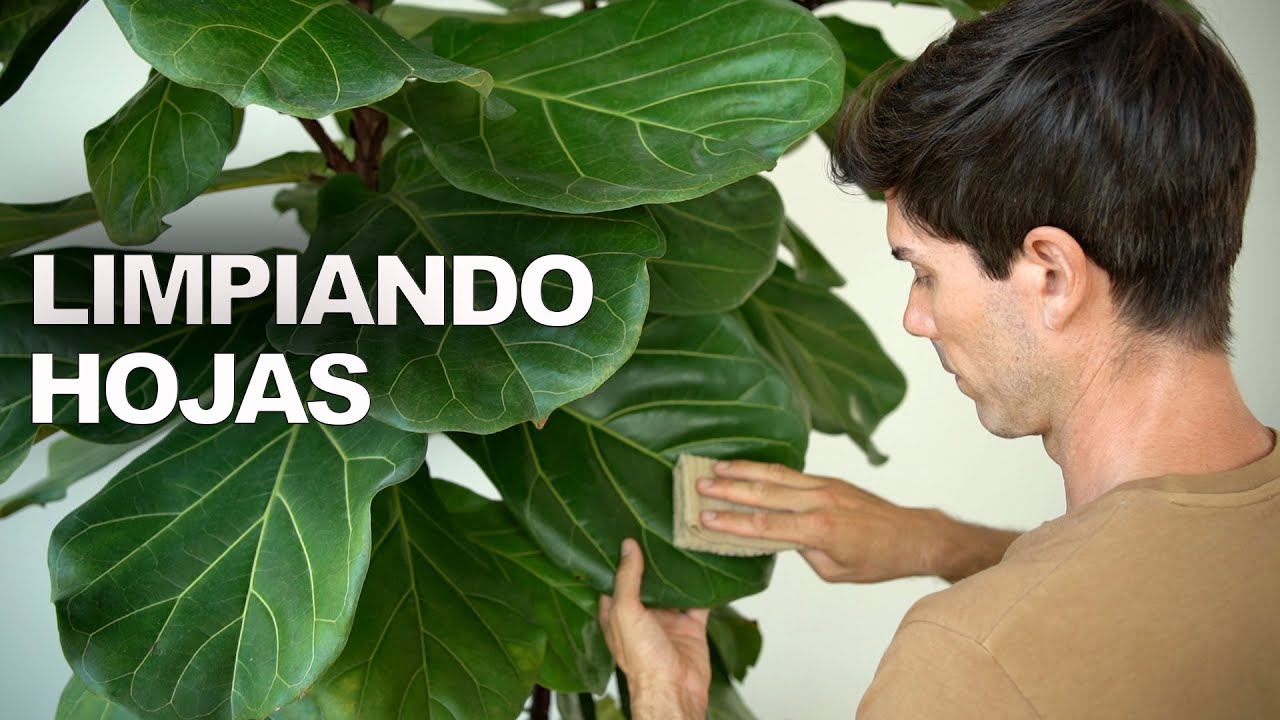 COMO limpiar Hojas a tus PLANTAS de interior 🌿