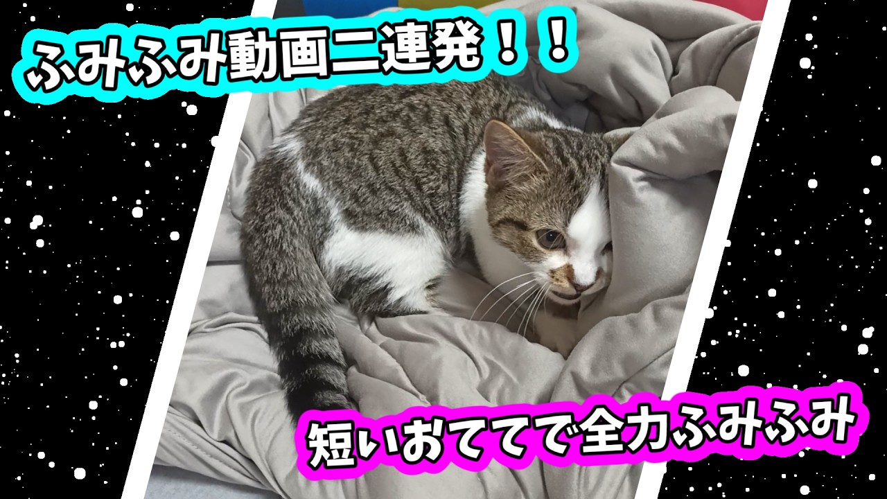 【寝落ち注意】見ているだけで幸せ…子猫のふみふみ詰め合わせ！短足パン職人ふうちゃん開店🥐