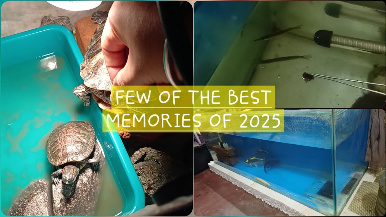 LAST VIDEO FOR 2025 || MEMORIES || DREAMS ACHIEVED || #arowana #oscarfish #dreamtanks #aquaticpets  