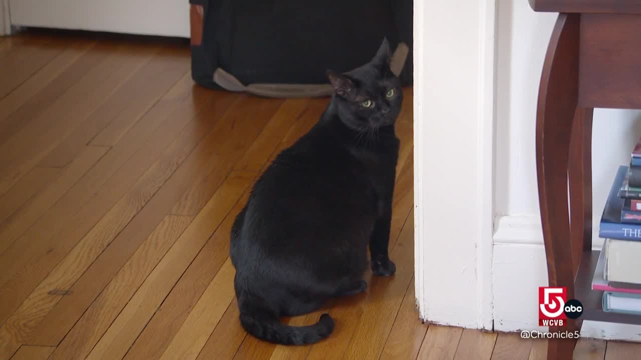 Are cats really aloof?