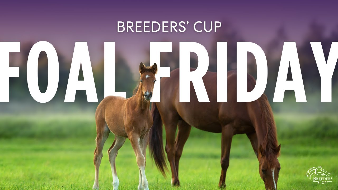 Foal Fridays: Stolen Holiday and Flightline's Filly