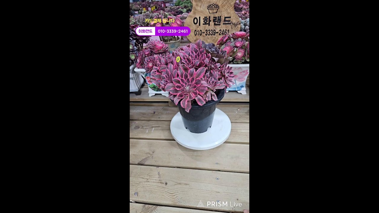 다남다육 (이화랜드) 라이브 스트리밍 중010-3339-2461문자주세요. 인천계양구이화동258-1