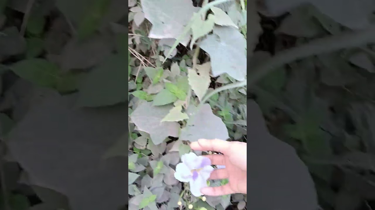 @duong thuy -u3n cuộc sống đồng quê 