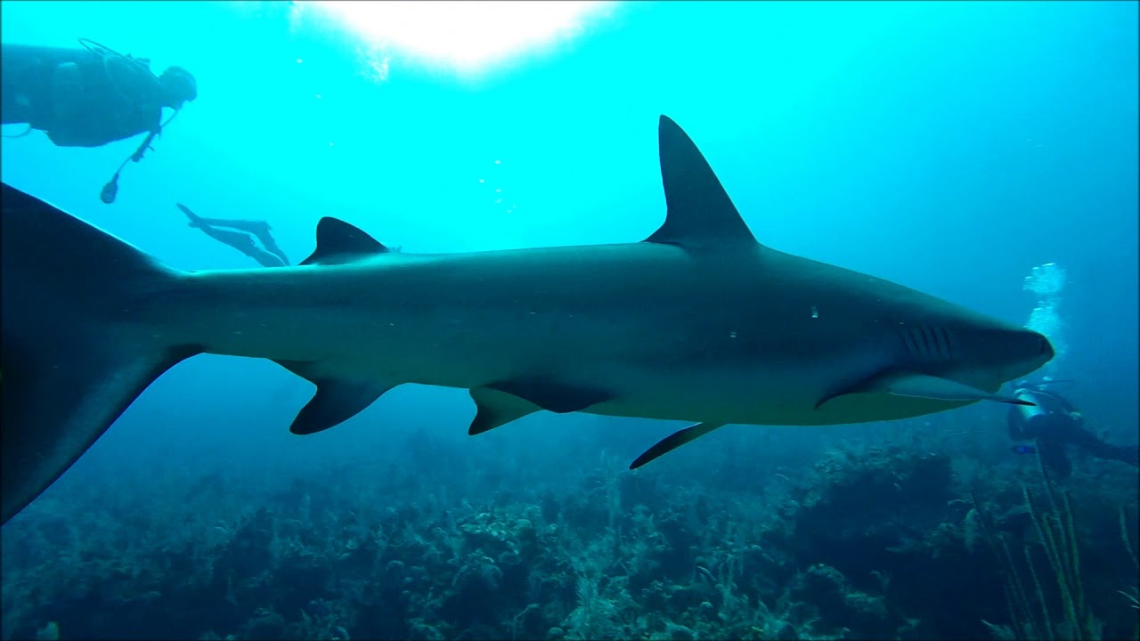 Scuba Diving with Sharks Sharksuckers and Stingray with Sandals Royal Bahamian
