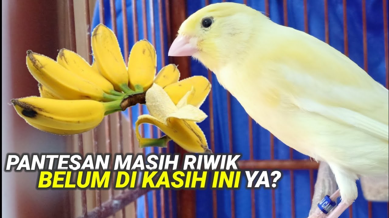 7 Keajaiban buah pisang untuk kenari || jika di berikan hasilnya pasti bakal WAW‼️