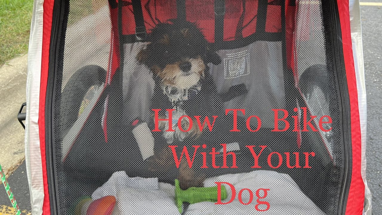 How To Train Your Dog to Ride in a Bike Trailer
