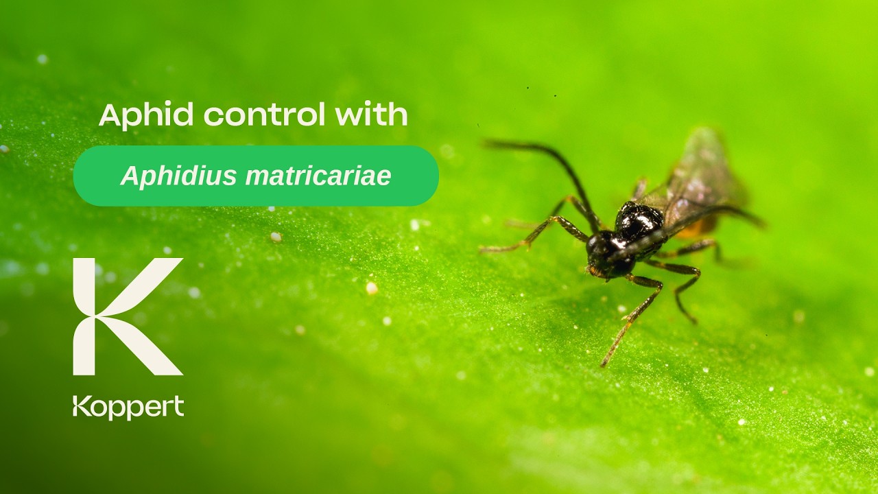 Борьба с тлей с помощью паразитических ос (Aphidius matricariae)