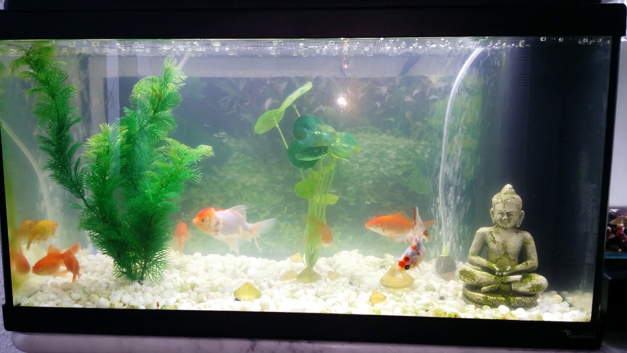 Combat mortel entre poissons 2