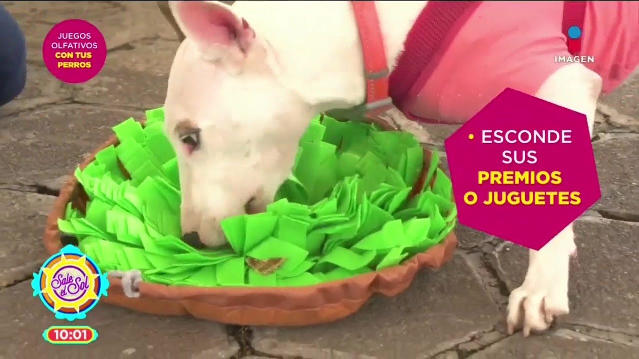 Juegos para que tu perro desarrolle su olfato | Sale el Sol