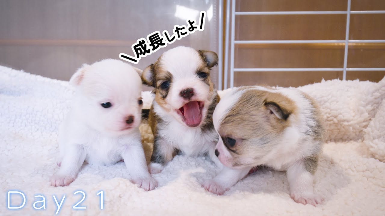 生後21日の赤ちゃんチワワは大きく成長しワンコらしくなってきました😍🥰😍
