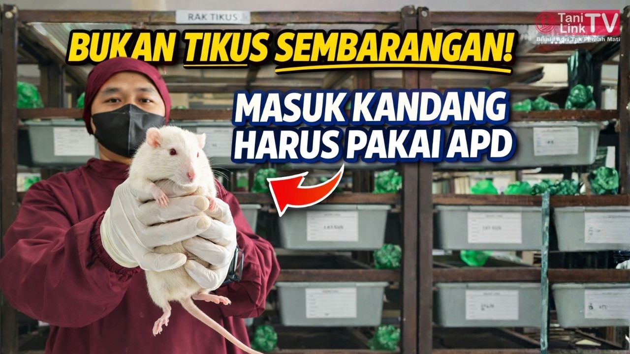 Beda dari Tikus Got! Rahasia Ternak Tikus Lab yang Super Higienis