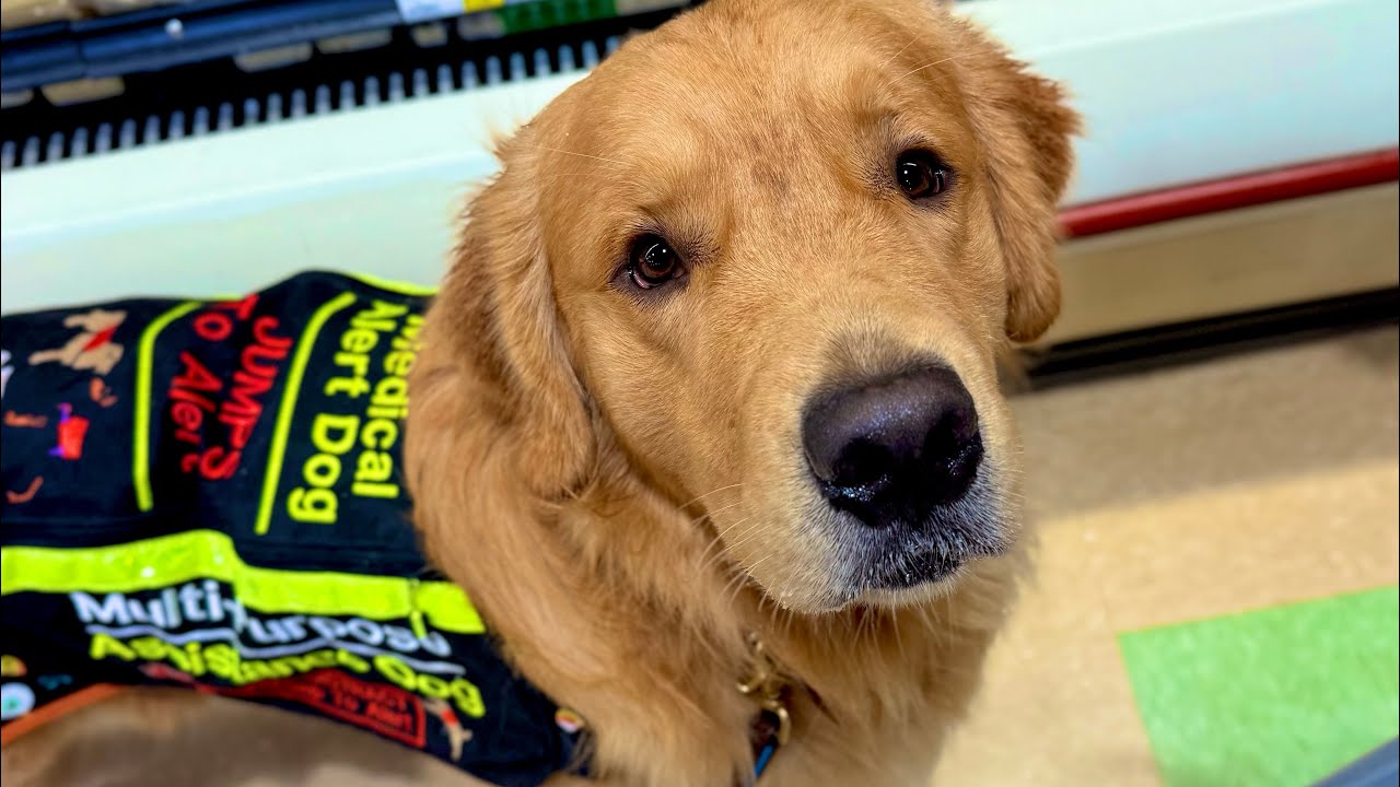 Service Dog Vlog| Halloween Fireworks and Shopping