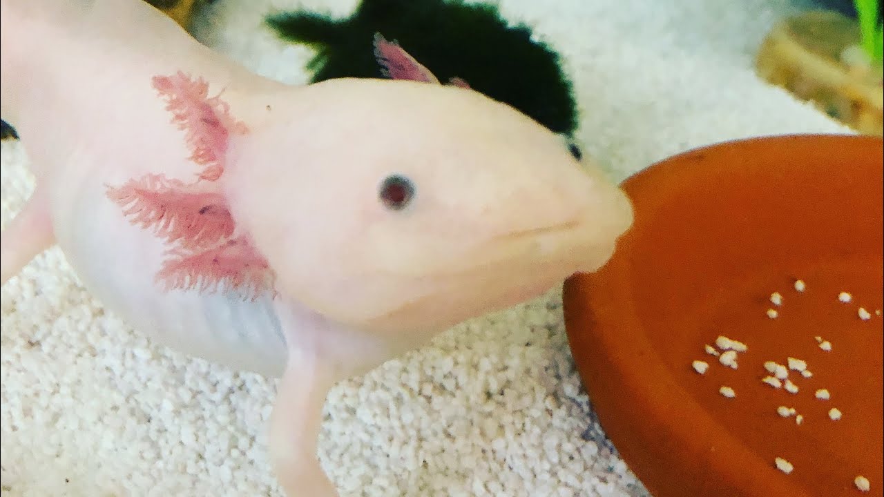 Axolotl Care (Everything You Need to Know)
