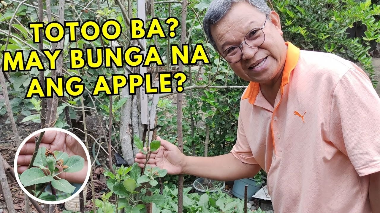 May bunga na ang apple ni Lolo Fred!