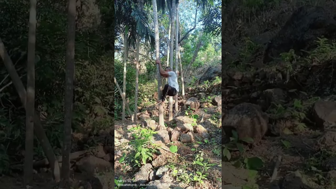 पूर्वी कोकणी माणूस सुपारी काढायला झाडावर कशा चढायचा #ArecaNutHarvesting#KonkanLife#SupariFarming