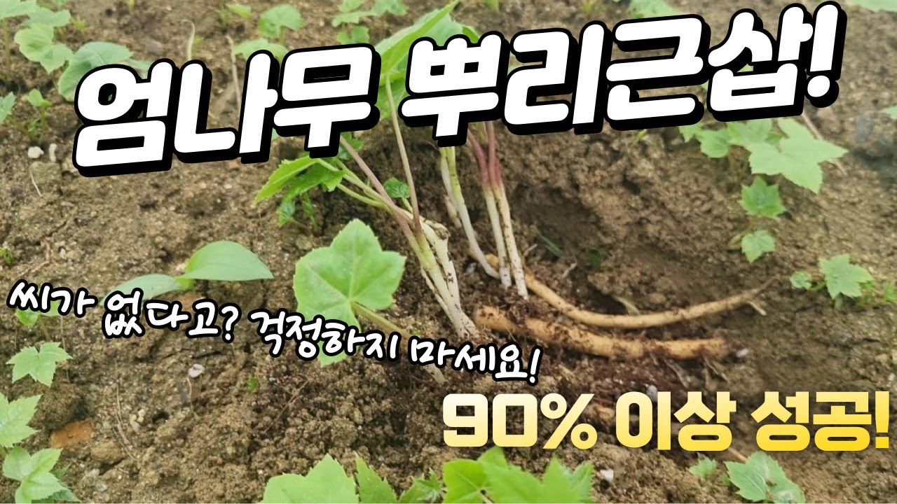 엄나무 씨앗 걱정 끝! 뿌리근삽(삽목) 성공률 직접 보여드리겠습니다.