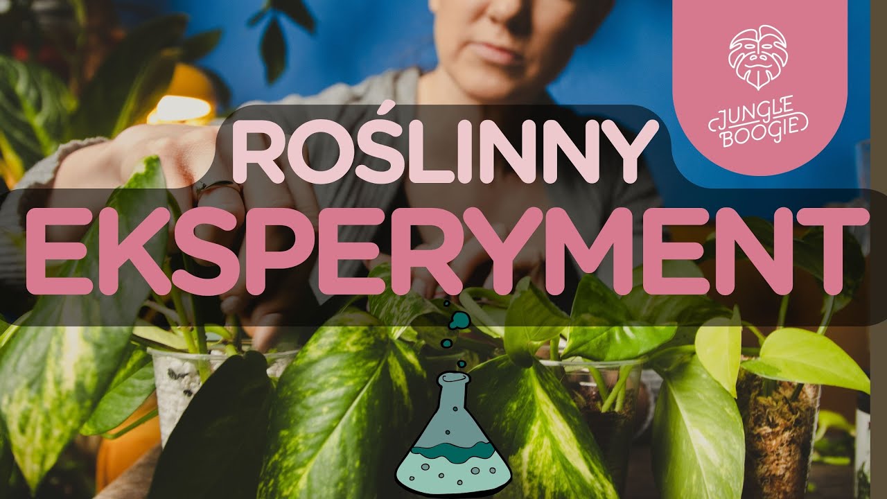 Znasz wszystkie te metody ukorzeniania sadzonek? Sprawdzamy, który jest najlepszy 🔥