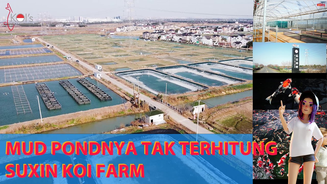 SU XIN KOI FARM : | ADA BERAPA MUDPOND POND ? .... PART 3