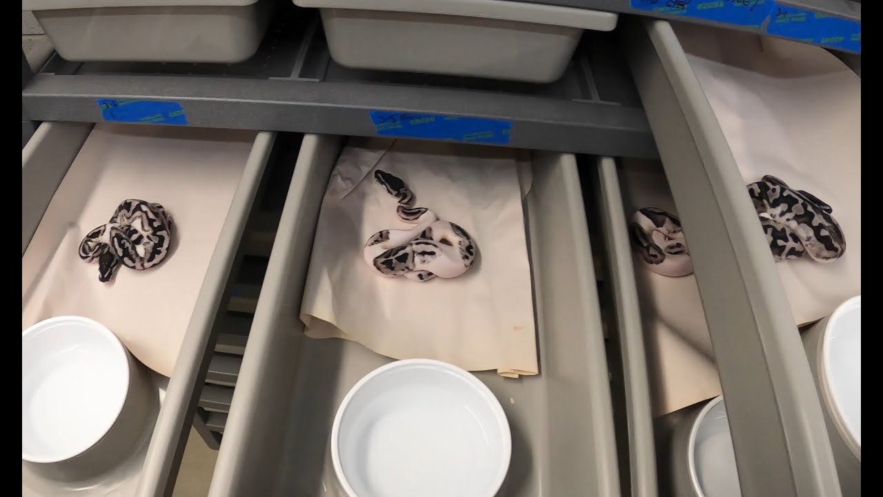 🌩️ LIGHTNING PIED CLUTCH UPDATE! THEY'VE SHED,... & THEY'RE BEAUTIFUL✨!!!!