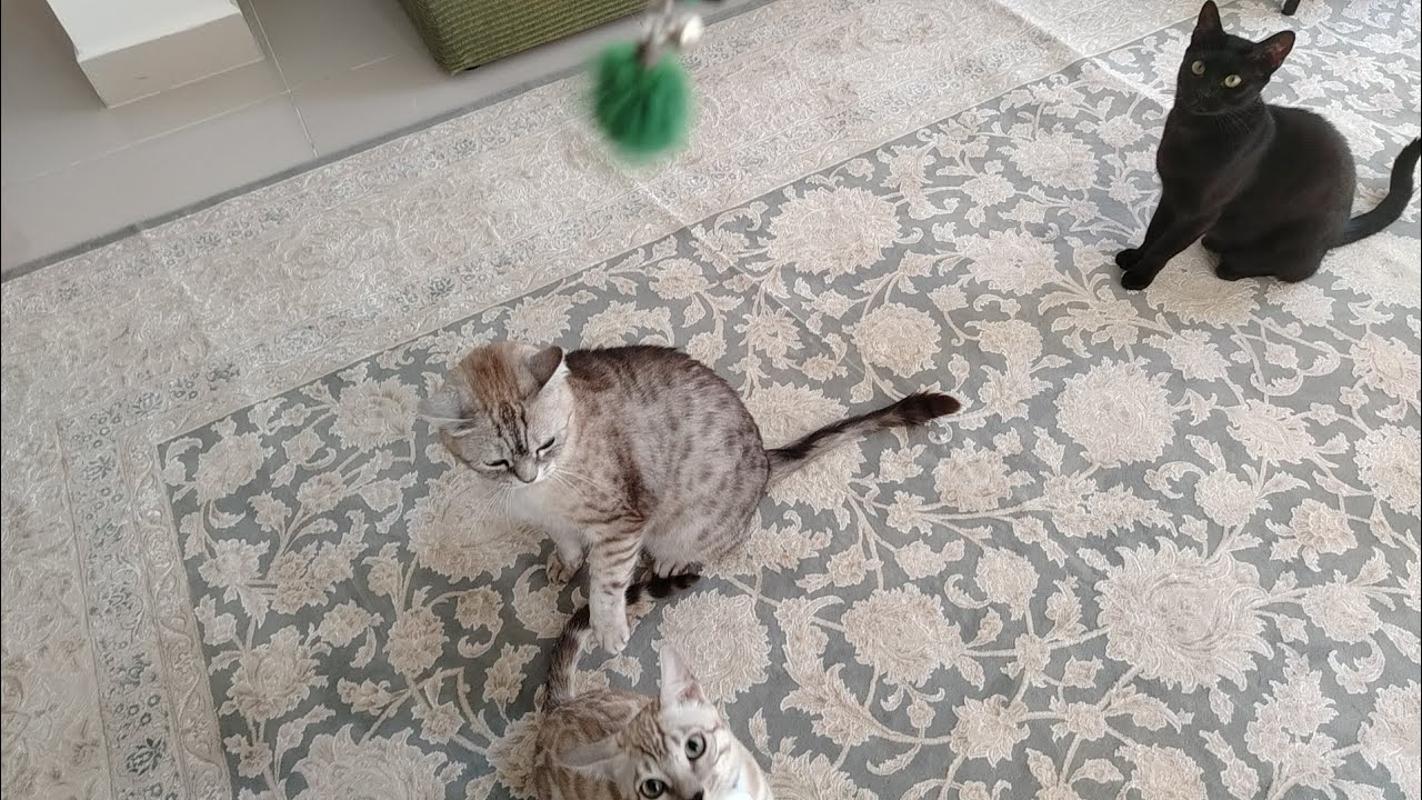 002 playing cats 2025 