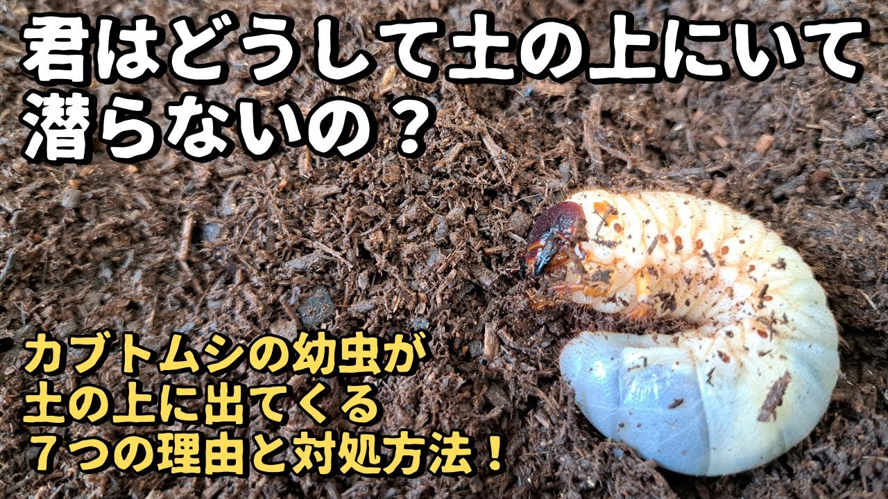 カブトムシの幼虫が土の上に出てきて潜らない！？７つの理由と対処法について！