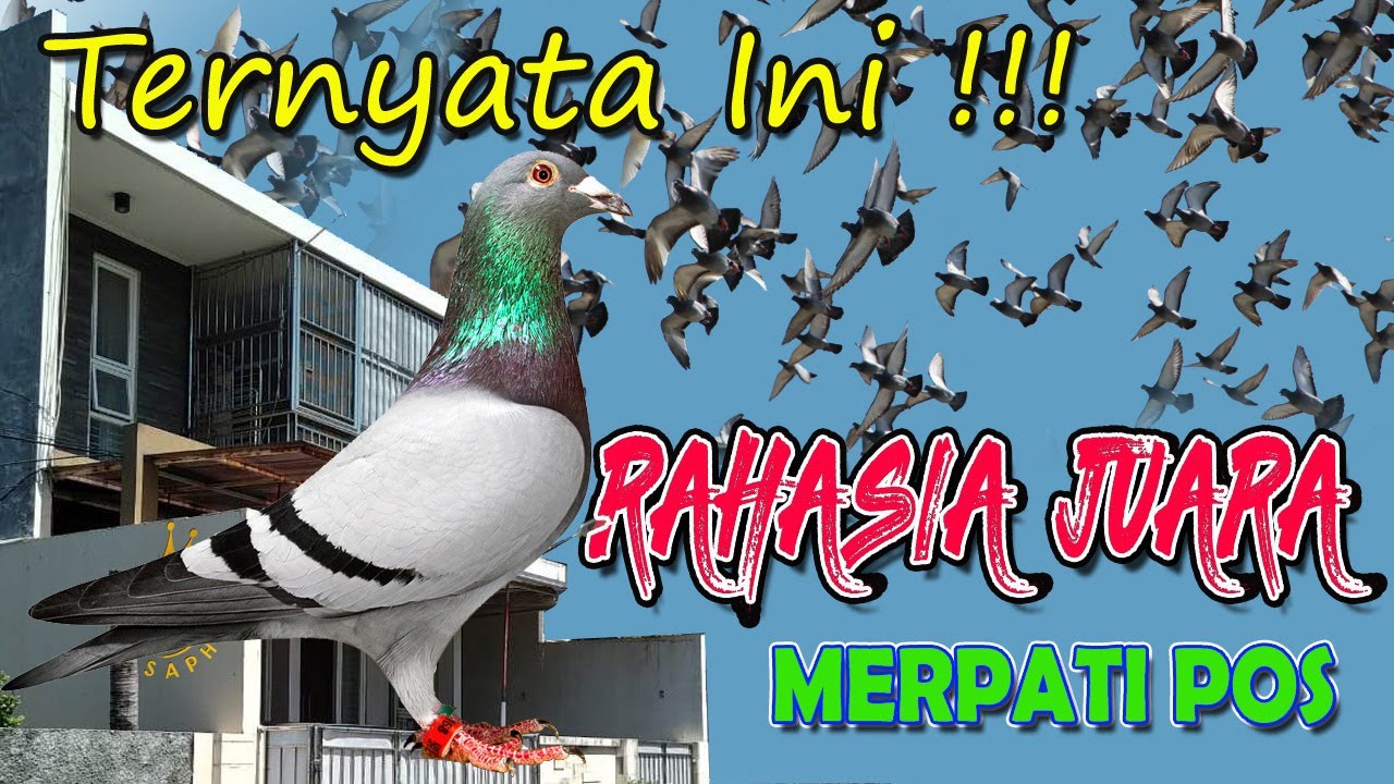 RAHASIA !!! Merpati Pos Juara - Kandang Saphire Loft