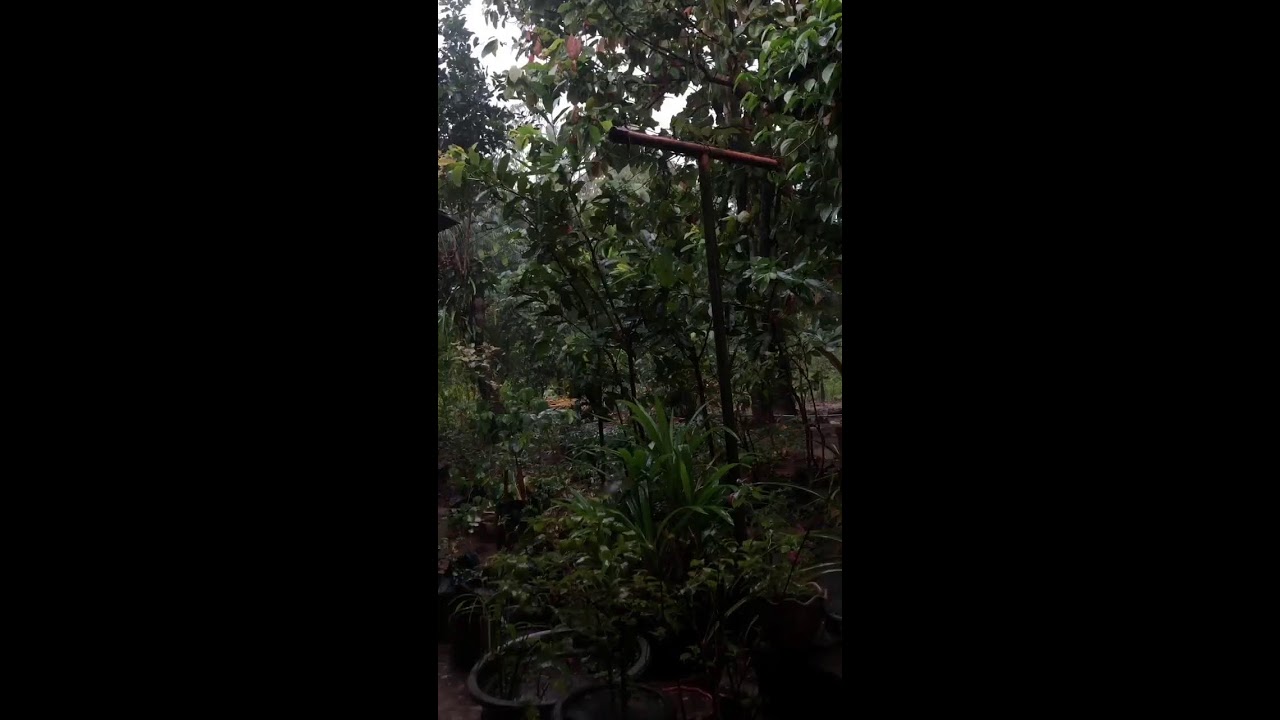 Live Nature ASMR &ndash; Real Rain Sounds from My Backyard | No Talking, Just Relax