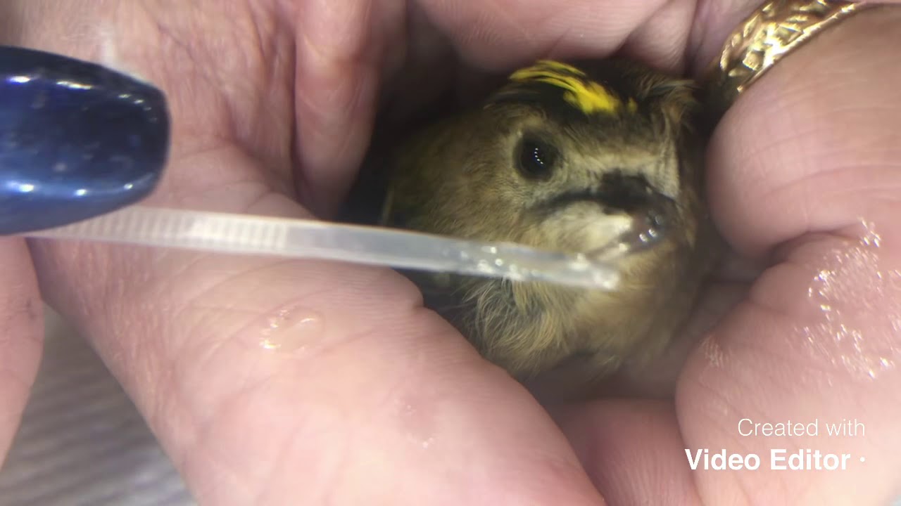 Bird Rescue: smallest birds in the world. Goldcrest