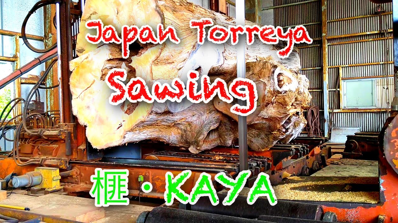 Japan Torreya Sawing/日本の榧のきです。