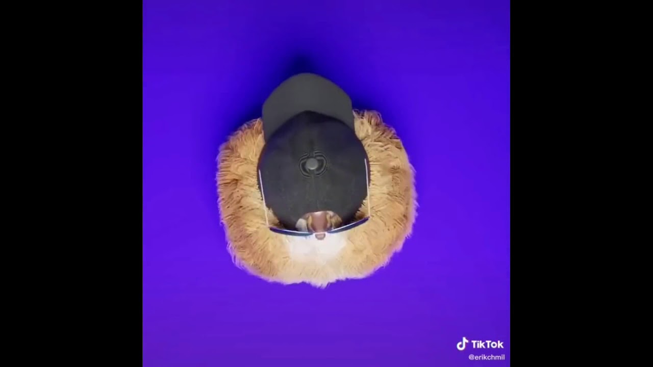 СОБАКА ИЗ ТИК-ТОКА ЧИКИ-ЧИКИ 10 ЧАСОВ / DOG FROM TICK CURRENT CHIKI CHIKI 10 HOURS