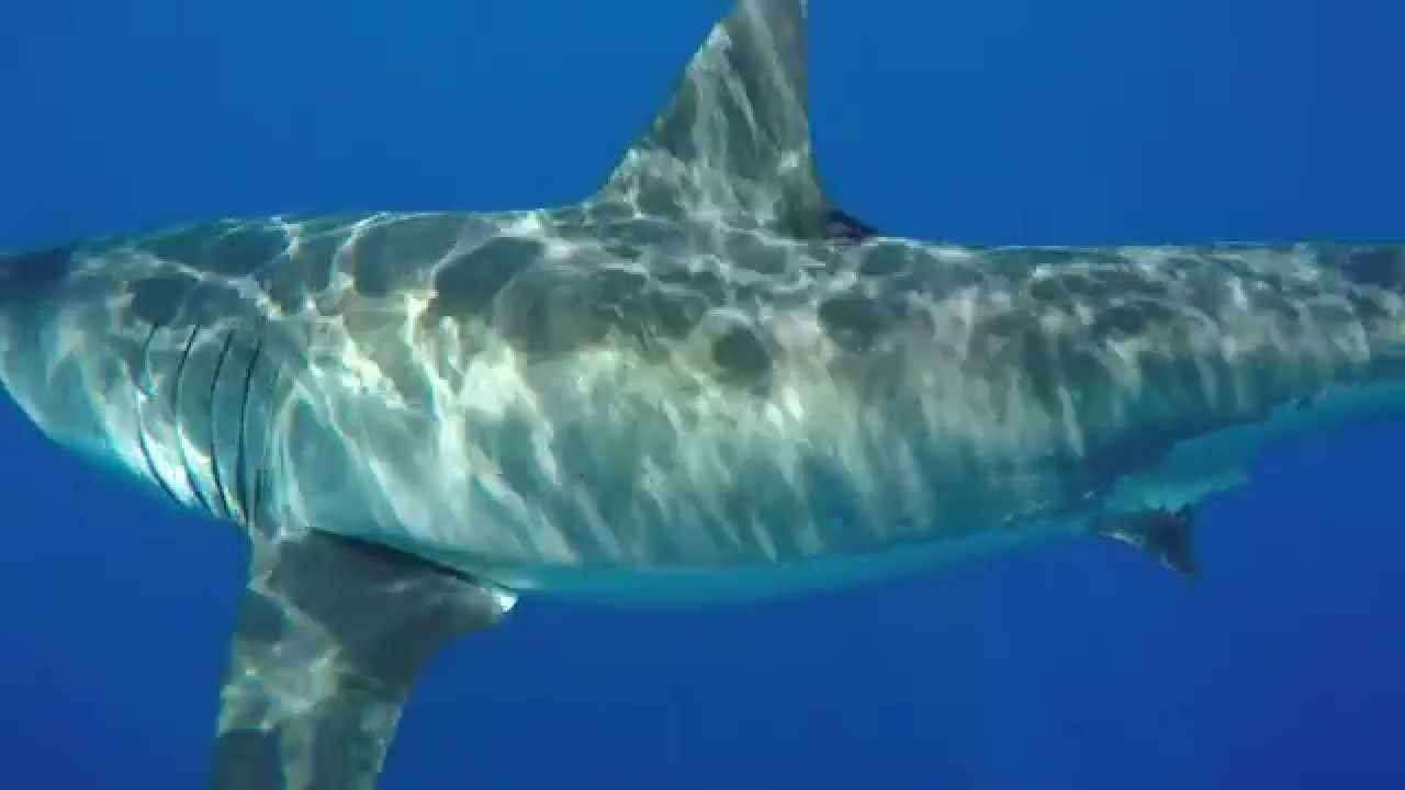 Great White Shark Cage Diving, Guadalupe Island, Mexico