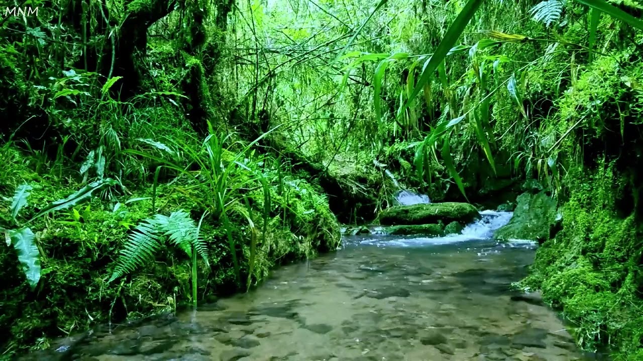 Красивые звуки природы ASMR; щебетание птиц и журчание ручья