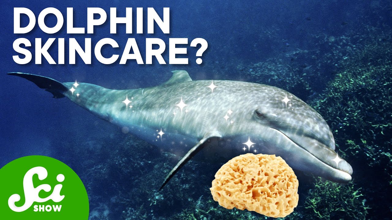 Why Taking Turns Is Good for Dolphin Skin